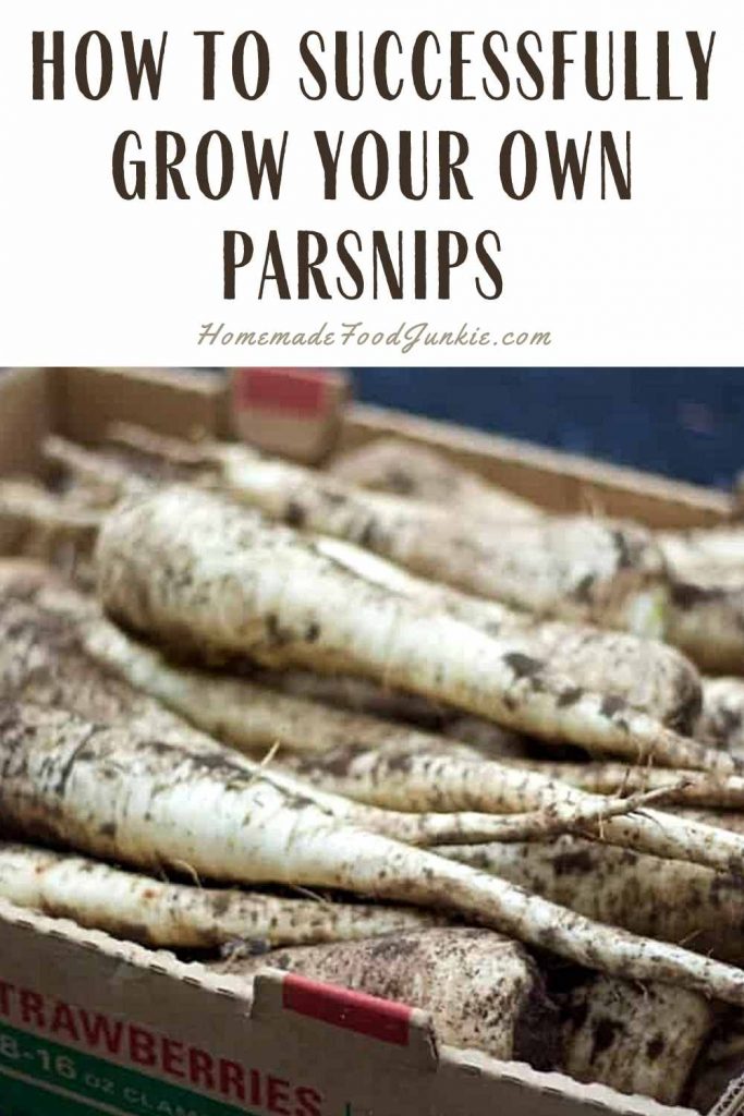 How To Successfully Grow Your Own Parsnips-Pin Image