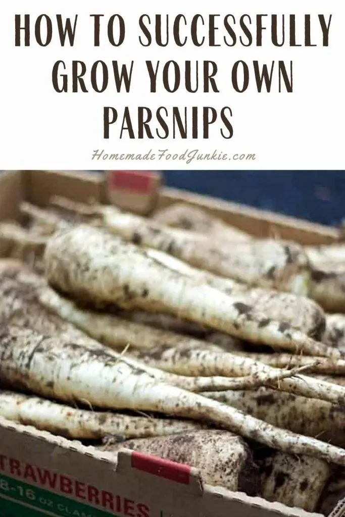 Grow Parsnips In Your Garden 12 How To Successfully Grow Your Own Parsnips-Pin Image