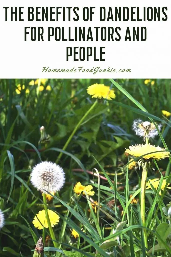 Dandelions Benefit Pollinators And People! 1 The Benefits Of Dandelions For Pollinators And People-Pin Image
