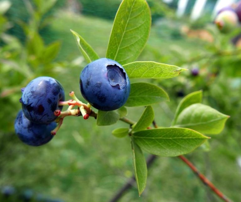 Freezing Blueberries processHomemadeFoodJunkie