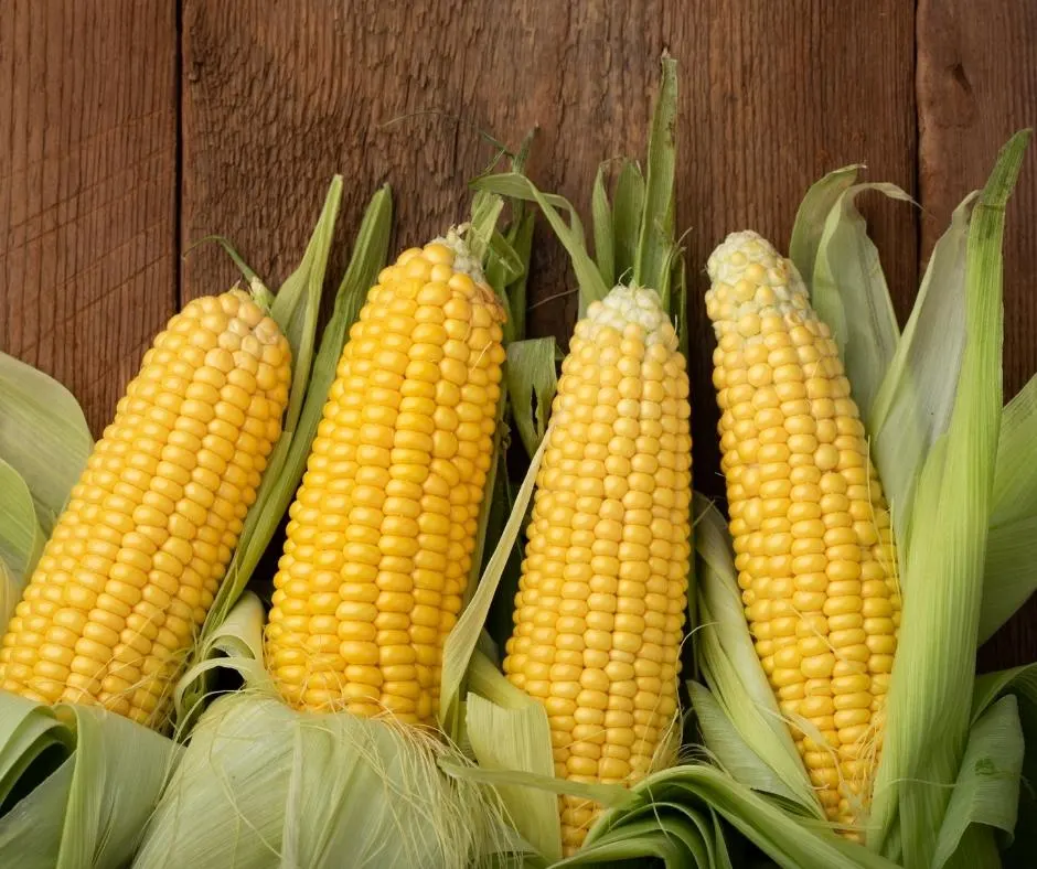 Freezing Corn On The Cob 1 Corn On The Cob