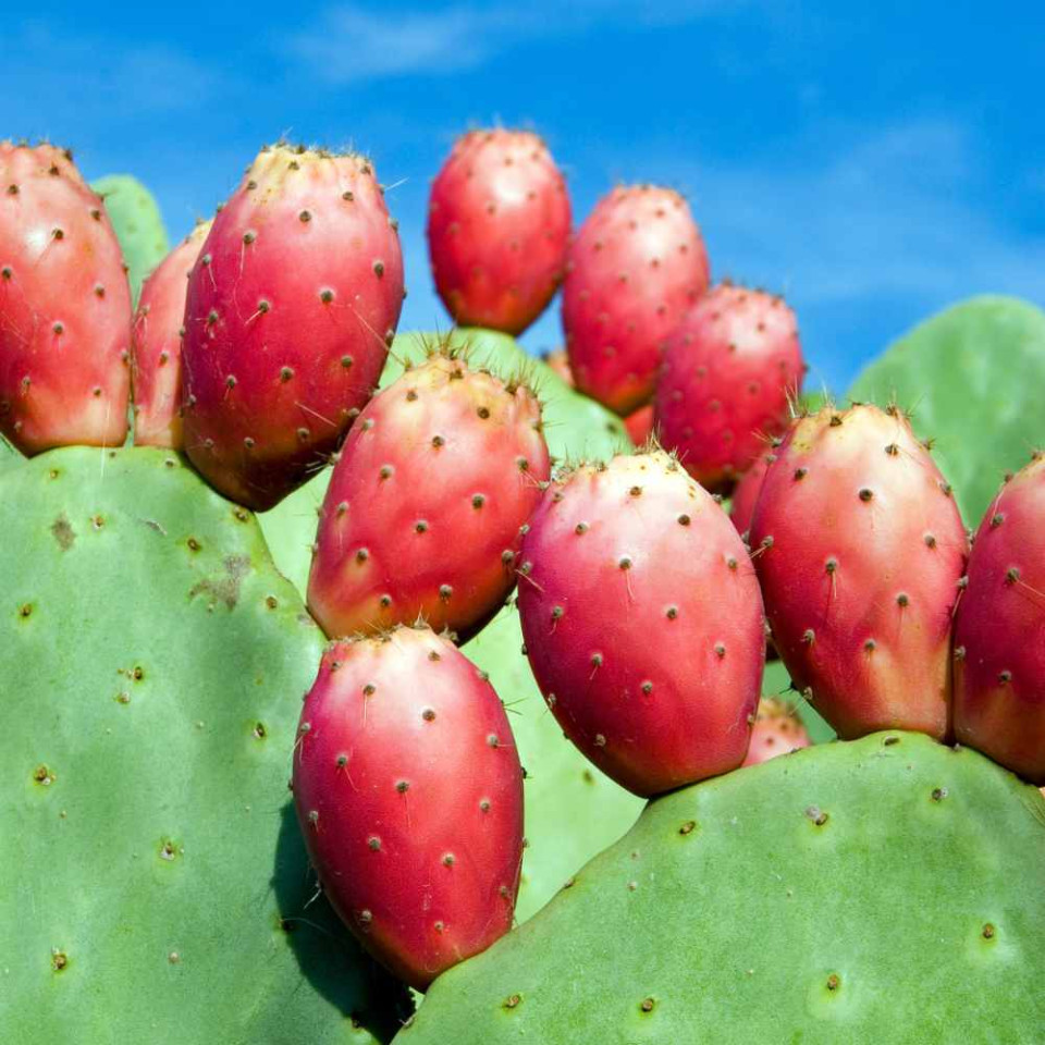 Easy Prickly Pear Syrup Recipe Homemade Food Junkie