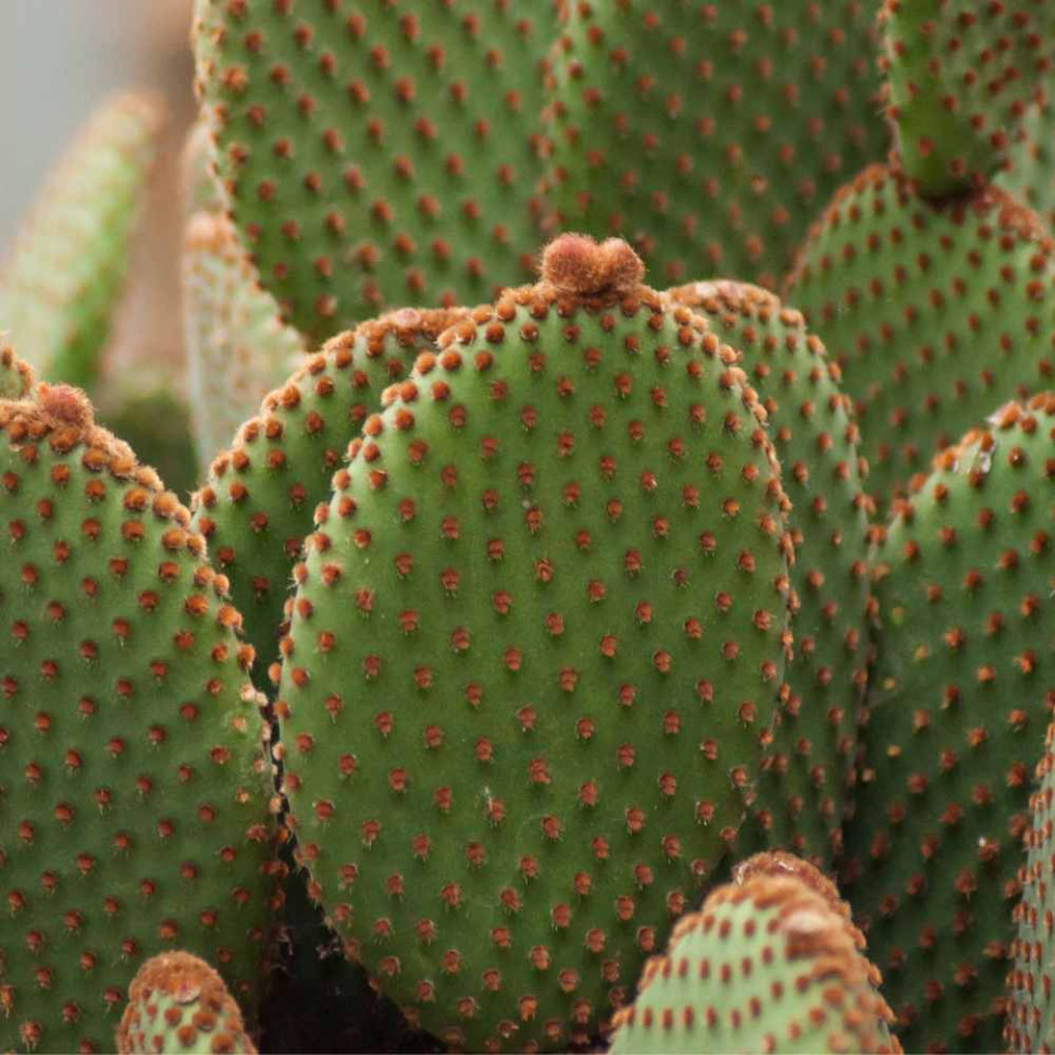 Easy Prickly Pear Syrup Recipe Homemade Food Junkie