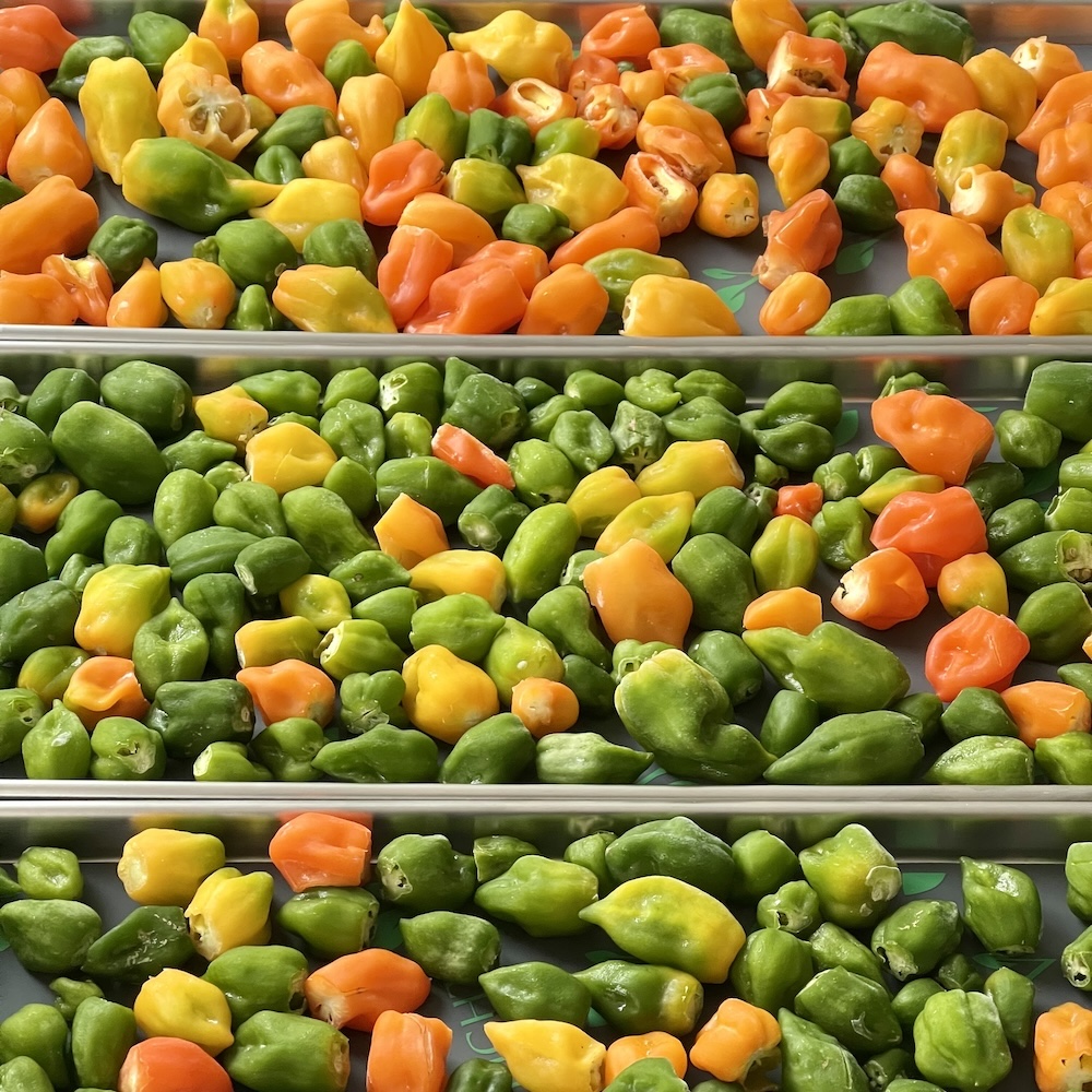 Freeze Drying Food Safety: How to Preserve Food Safely at Home 16 habanero peppers whole on freeze dry trays
